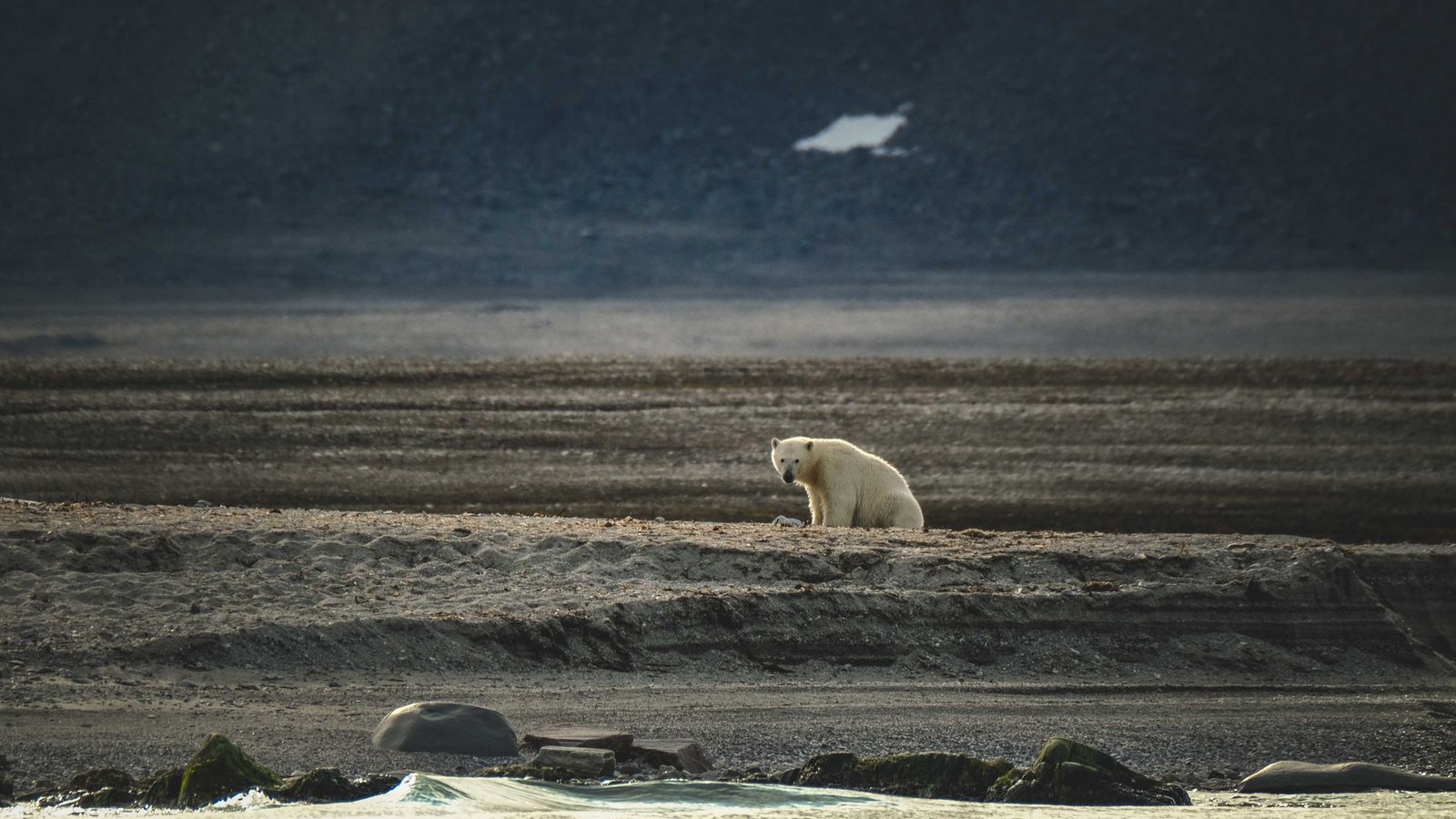 Ours polaire dans la neige arctique du Svalbard, Norvège
