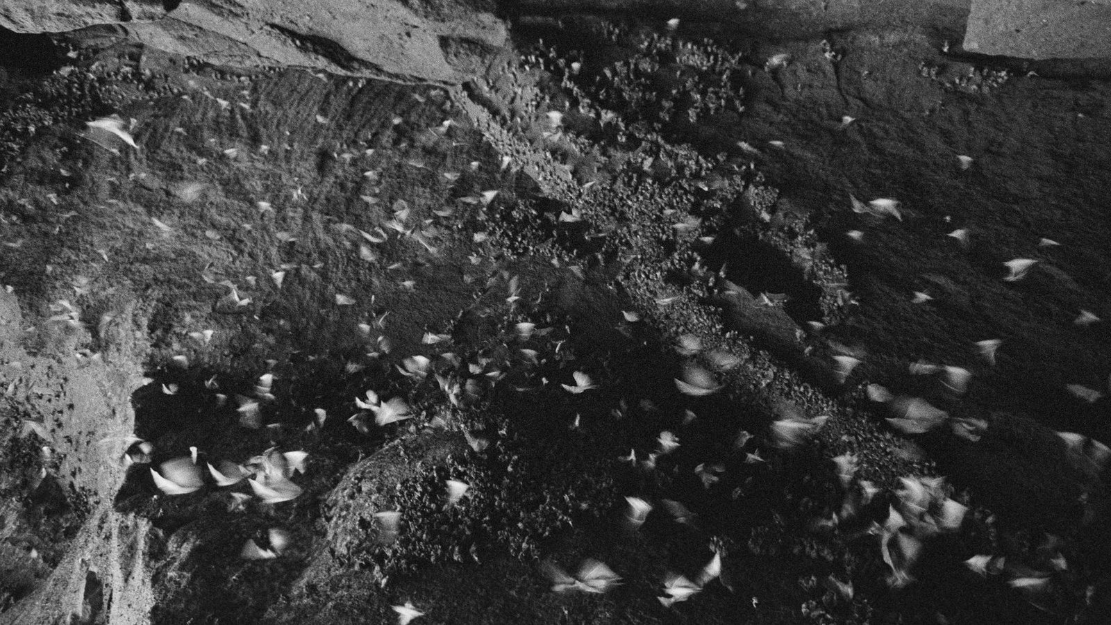 Chauve-souris en vol, ailes déployées dans l'obscurité