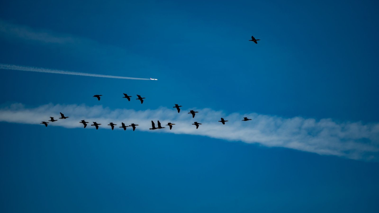 Vol d'oiseaux au-dessus d'une piste d'aéroport au coucher du soleil